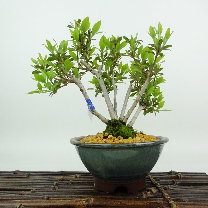 盆栽 皐月 菊姫 樹高 約18cm さつき Rhododendron indicum サツキ ツツジ科 常緑樹 観賞用 小品 現品 送料無料