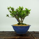 盆栽 皐月 菊姫 樹高 約12cm さつき Rhododendron indicum サツキ ツツジ科 常緑樹 観賞用 小品 現品 送料無料