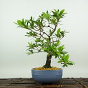 盆栽 皐月 麗子 樹高 約20cm さつき Rhododendron indicum サツキ ツツジ科 常緑樹 観賞用 小品 現品 送料無料