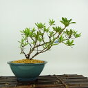 盆栽 皐月 桃香 樹高 約15cm さつき Rhododendron indicum サツキ ツツジ科 常緑樹 観賞用 小品 現品 送料無料