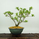 盆栽 皐月 桜姫 樹高 約18cm さつき Rhododendron indicum サツキ ツツジ科 常緑樹 観賞用 小品 現品 送料無料