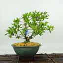 盆栽 皐月 美良野 樹高 約18cm さつき Rhododendron indicum サツキ ツツジ科 常緑樹 観賞用 小品 現品 送料無料
