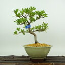 盆栽 皐月 珠翠 樹高 約17cm さつき Rhododendron indicum サツキ ツツジ科 常緑樹 観賞用 小品 現品 送料無料