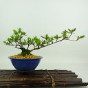 盆栽 皐月 金盃 樹高 約10cm さつき Rhododendron indicum サツキ ツツジ科 常緑樹 観賞用 小品 現品 送料無料