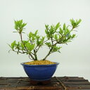 盆栽 皐月 聖代 樹高 約14cm さつき Rhododendron indicum サツキ ツツジ科 常緑樹 観賞用 小品 現品 送料無料