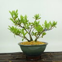 盆栽 皐月 聖代 樹高 約12cm さつき Rhododendron indicum サツキ ツツジ科 常緑樹 観賞用 小品 現品 送料無料