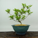 盆栽 皐月 聖代 樹高 約17cm さつき Rhododendron indicum サツキ ツツジ科 常緑樹 観賞用 小品 現品 送料無料