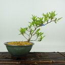 盆栽 皐月 聖代 樹高 約17cm さつき Rhododendron indicum サツキ ツツジ科 常緑樹 観賞用 小品 現品 送料無料