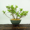 盆栽 皐月 聖代 樹高 約16cm さつき Rhododendron indicum サツキ ツツジ科 常緑樹 観賞用 小品 現品 送料無料