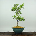 盆栽 皐月 海ほたる 樹高 約24cm さつき Rhododendron indicum サツキ ツツジ科 常緑樹 観賞用 現品 送料無料
