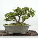 盆栽 皐月 珍山 樹高 約21cm さつき Rhododendron indicum サツキ ツツジ科 常緑樹 観賞用 現品