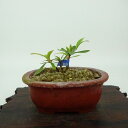 盆栽 皐月 紅影 樹高 約4cm さつき Rhododendron indicum サツキ ツツジ科 常緑樹 観賞用 小品 現品