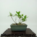 盆栽 皐月 上総紫 樹高 約8cm さつき Rhododendron indicum サツキ ツツジ科 常緑樹 観賞用 小品 現品