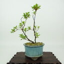 盆栽 皐月 築峰 樹高 約14cm さつき Rhododendron indicum サツキ ツツジ科 常緑樹 観賞用 小品 現品