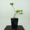 盆栽 皐月 樹高 約14cm さつき Rhododendron indicum サツキ ツツジ科 常緑樹 観賞用 小品 現品
