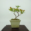盆栽 皐月 樹高 約11cm さつき Rhododendron indicum サツキ ツツジ科 常緑樹 観賞用 小品 現品