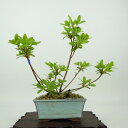 盆栽 皐月 樹高 約16cm さつき Rhododendron indicum サツキ ツツジ科 常緑樹 観賞用 小品 現品