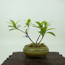 盆栽 皐月 樹高 約7cm さつき Rhododendron indicum サツキ ツツジ科 常緑樹 観賞用 小品 現品