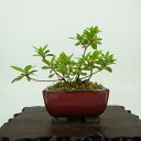 盆栽 皐月 樹高 約8cm さつき Rhododendron indicum サツキ ツツジ科 常緑樹 観賞用 小品 現品