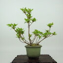 盆栽 皐月 樹高 約16cm さつき Rhododendron indicum サツキ ツツジ科 常緑樹 観賞用 小品 現品