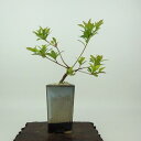 盆栽 皐月 樹高 約15cm さつき Rhododendron indicum サツキ ツツジ科 常緑樹 観賞用 小品 現品