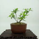 盆栽 皐月 樹高 約9cm さつき Rhododendron indicum サツキ ツツジ科 常緑樹 観賞用 小品 現品