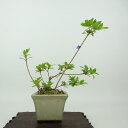 盆栽 皐月 樹高 約15cm さつき Rhododendron indicum サツキ ツツジ科 常緑樹 観賞用 小品 現品