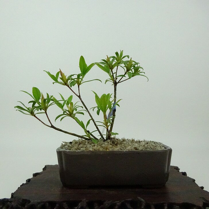 盆栽 皐月 樹高 約10cm さつき Rhododendron indicum サツキ ツツジ科 常緑樹 観賞用 小品 現品