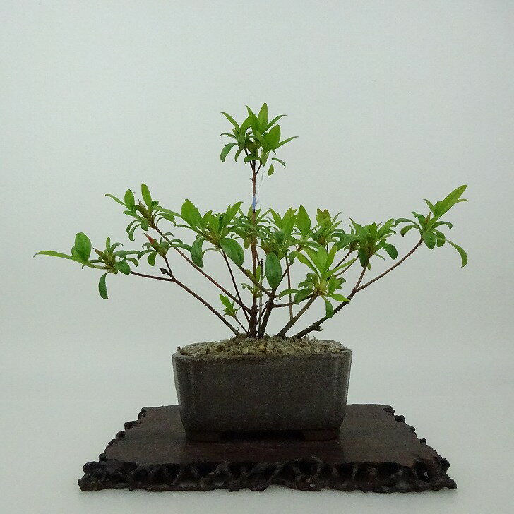 盆栽 皐月 樹高 約14cm さつき Rhododendron indicum サツキ ツツジ科 常緑樹 観賞用 小品 現品