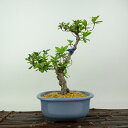 盆栽 皐月 八咫の鏡 樹高 約22cm さつき Rhododendron indicum サツキ ツツジ科 常緑樹 観賞用 現品 送料無料