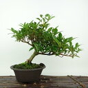 盆栽 皐月 はなびん 樹高 約21cm さつき Rhododendron indicum サツキ ツツジ科 常緑樹 観賞用 現品 送料無料