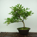 盆栽 皐月 白エビス 樹高 約23cm さつき Rhododendron indicum サツキ ツツジ科 常緑樹 観賞用 現品 送料無料