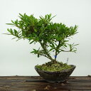 盆栽 皐月 白琳 樹高 約17cm さつき Rhododendron indicum サツキ ツツジ科 常緑樹 観賞用 小品 現品 送料無料