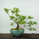 盆栽 皐月 桃香 樹高 約24cm さつき Rhododendron indicum サツキ ツツジ科 常緑樹 観賞用 現品 送料無料