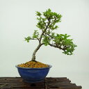盆栽 皐月 満月 樹高 約20cm さつき Rhododendron indicum サツキ ツツジ科 常緑樹 観賞用 小品 現品 送料無料