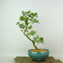 盆栽 皐月 桜姫 樹高 約30cm さつき Rhododendron indicum サツキ ツツジ科 常緑樹 観賞用 現品 送料無料