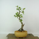 盆栽 皐月山戻り 樹高 約26cm さつき Rhododendron indicum サツキ ツツジ科 常緑樹 観賞用 現品 送料無料