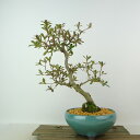 盆栽 皐月 八咫の鏡 樹高 約26cm さつき Rhododendron indicum サツキ ツツジ科 常緑樹 観賞用 現品 送料無料