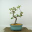 盆栽 皐月 一生の春 樹高 約20cm さつき Rhododendron indicum サツキ ツツジ科 常緑樹 観賞用 小品 現品 送料無料 5,500円