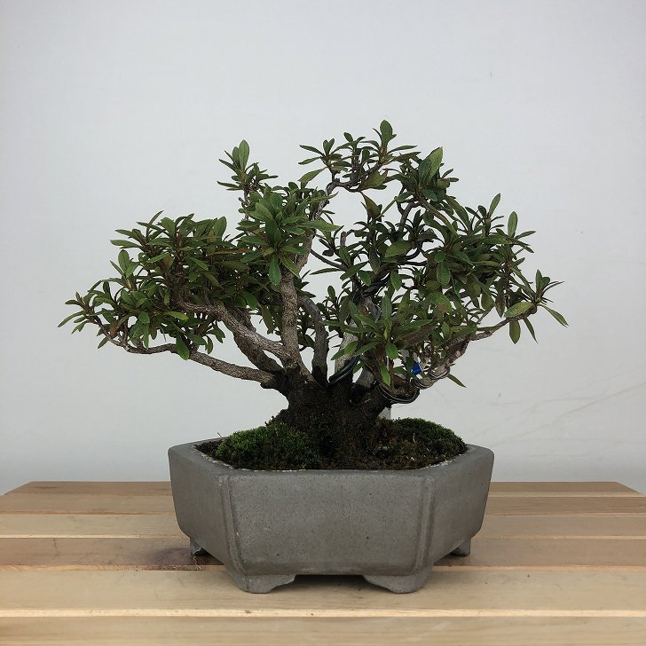 楽天市場】皐月の通販