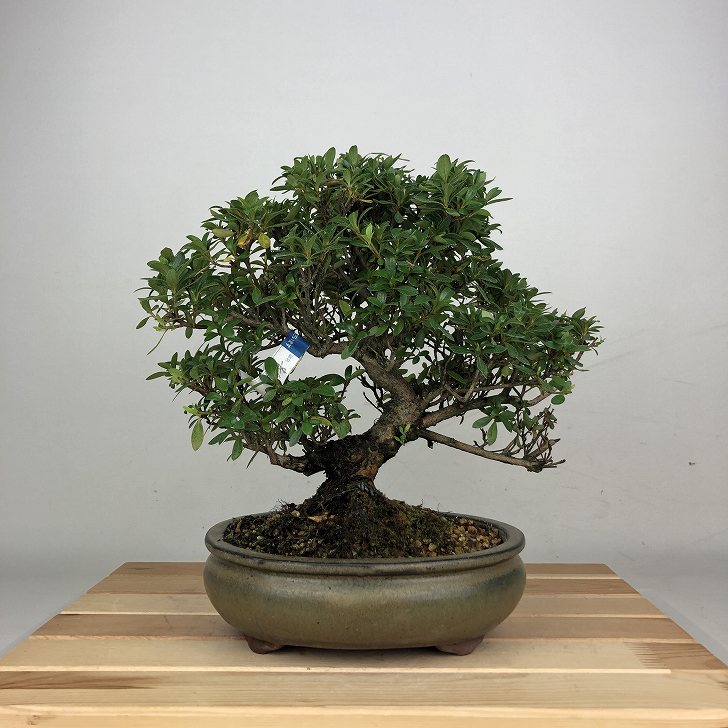 盆栽 皐月 貴公子 樹高 約24cm さつき Rhododendron indicum サツキ ツツジ科 常緑樹 鑑賞 観賞用 現品 送料無料