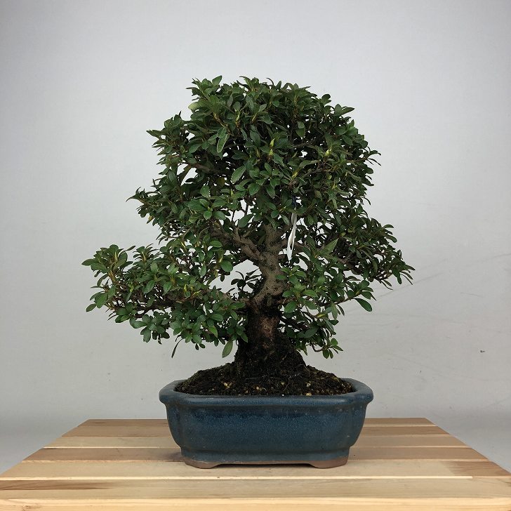 盆栽 皐月 千代の光 樹高 約29cm さつき Rhododendron indicum サツキ ツツジ科 常緑樹 鑑賞 観賞用 現品 送料無料
