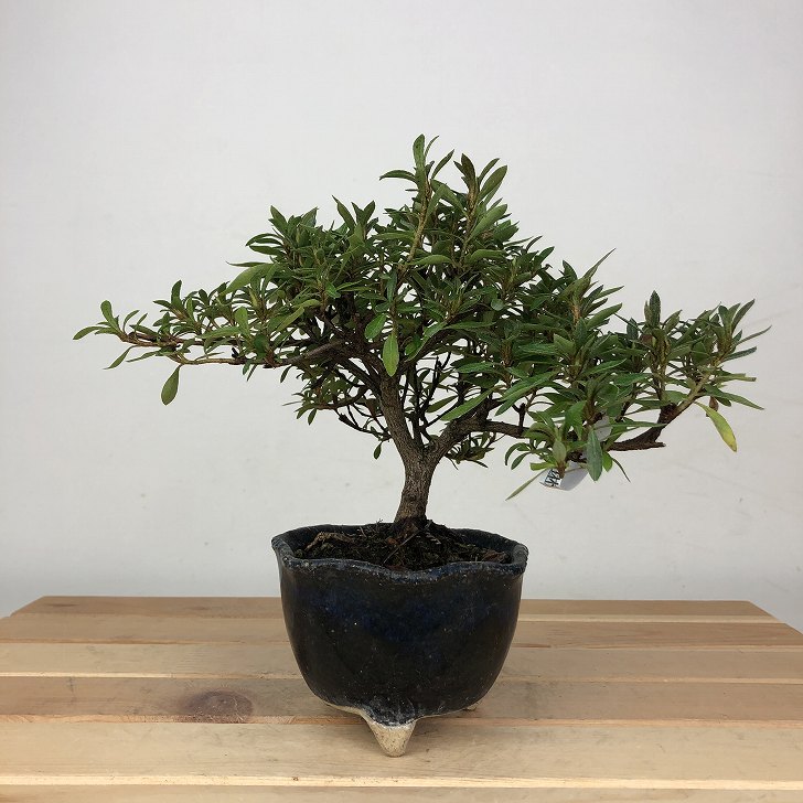 盆栽 皐月 光琳 樹高 約13cm さつき Rhododendron indicum サツキ ツツジ科 常緑樹 鑑賞 観賞用 小品 現品 送料無料