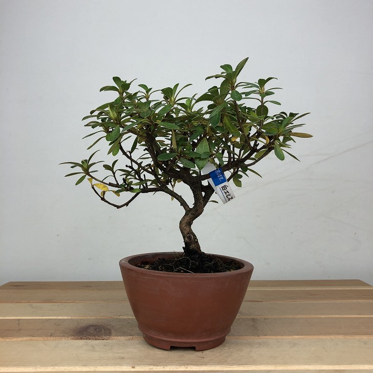 盆栽 皐月 白恵比須 樹高 約13cm さつき Rhododendron indicum サツキ 白花 ツツジ科 常緑樹 鑑賞 観賞用 小品 現品 送料無料