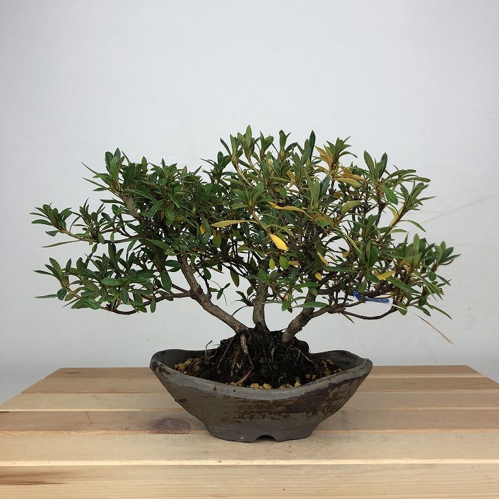 盆栽 皐月 白琳 樹高 約15cm さつき Rhododendron indicum サツキ 白花 ツツジ科 常緑樹 鑑賞 観賞用 小品 現品 送料無料