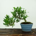 盆栽 梔子 喜代誉 樹高 上下 約13cm くちなし Gardenia jasminoides クチナシ アカネ科 クチナシ属 常緑樹 観賞用 小品 現品