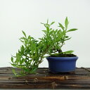 盆栽 梔子 喜代誉 樹高 上下 約13cm くちなし Gardenia jasminoides クチナシ アカネ科 クチナシ属 常緑樹 観賞用 小品 現品 送料...