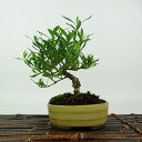 盆栽 梔子 喜代誉 樹高 約14cm くちなし Gardenia jasminoides クチナシ アカネ科 クチナシ属 常緑樹 観賞用 小品 現品 送料無料