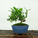盆栽 梔子 喜代誉 樹高 約12cm くちなし Gardenia jasminoides クチナシ アカネ科 クチナシ属 常緑樹 観賞用 小品 現品 送料無料