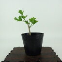 盆栽 銀杏 樹高 約8cm いちょう Ginkgo biloba イチョウ 紅葉 イチョウ科 落葉樹 観賞用 小品 現品